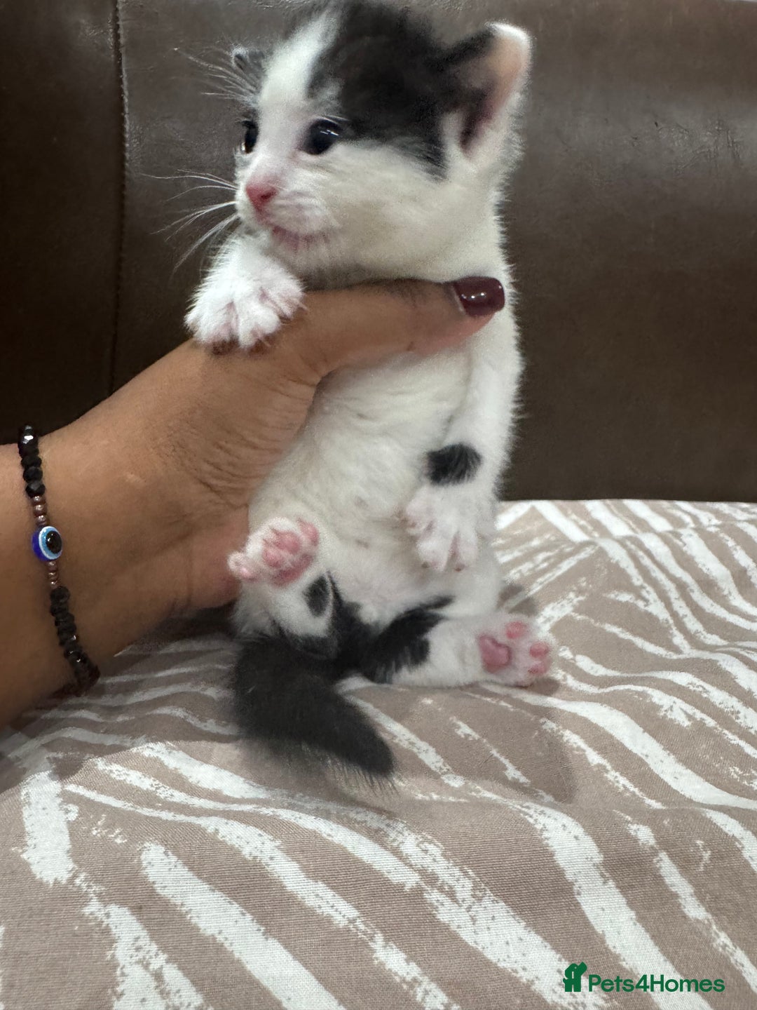British Shorthair cats for sale: British Shorthair Kittens – Black & White & Beige - Image 9
