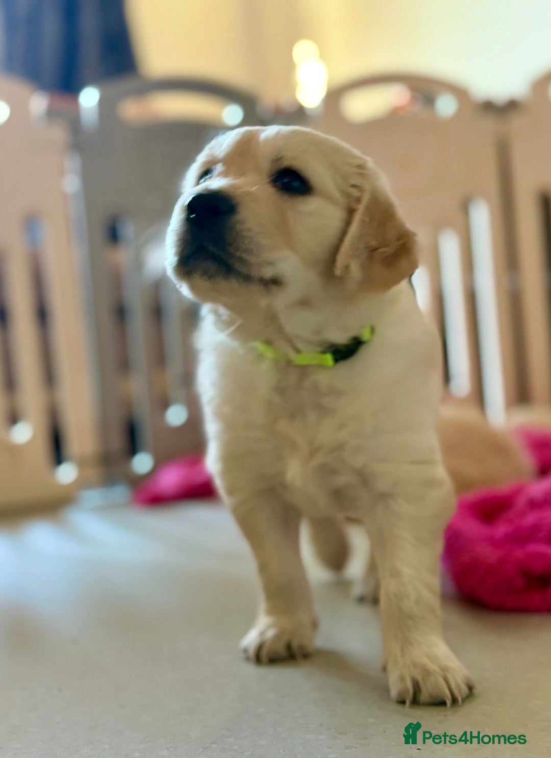 Golden Retriever dogs for sale: Golden Retrievers, Stunning Litter , Certificates  - Advert 5