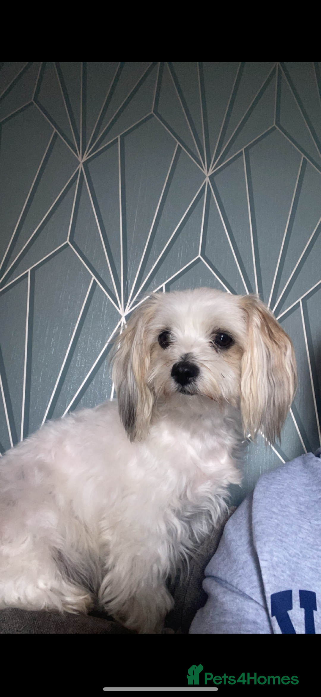 Mixed Breed dogs for sale: 3 Beautiful Chorkies girls - Advert 1