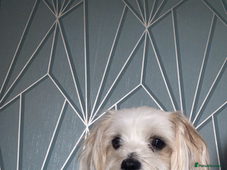 Mixed Breed dogs 3 Beautiful Chorkies girls - Advert 1