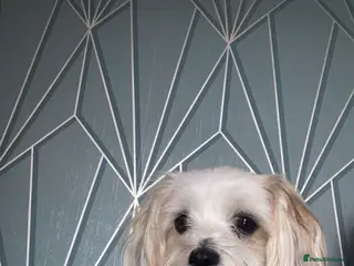 Mixed Breed dogs 3 Beautiful Chorkies girls - Advert 1