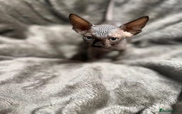 Sphynx cats for sale: TICA Reg Sphynx Kittens, Extensive Genetic Testing - Image 9
