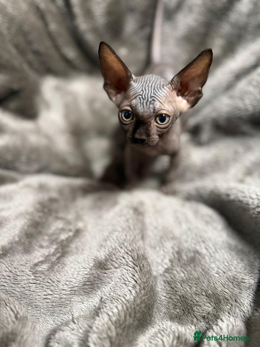 Sphynx cats for sale: TICA Reg Sphynx Kittens, Extensive Genetic Testing - Image 9