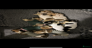 Welsh Corgi Pembroke dogs - Advert 6