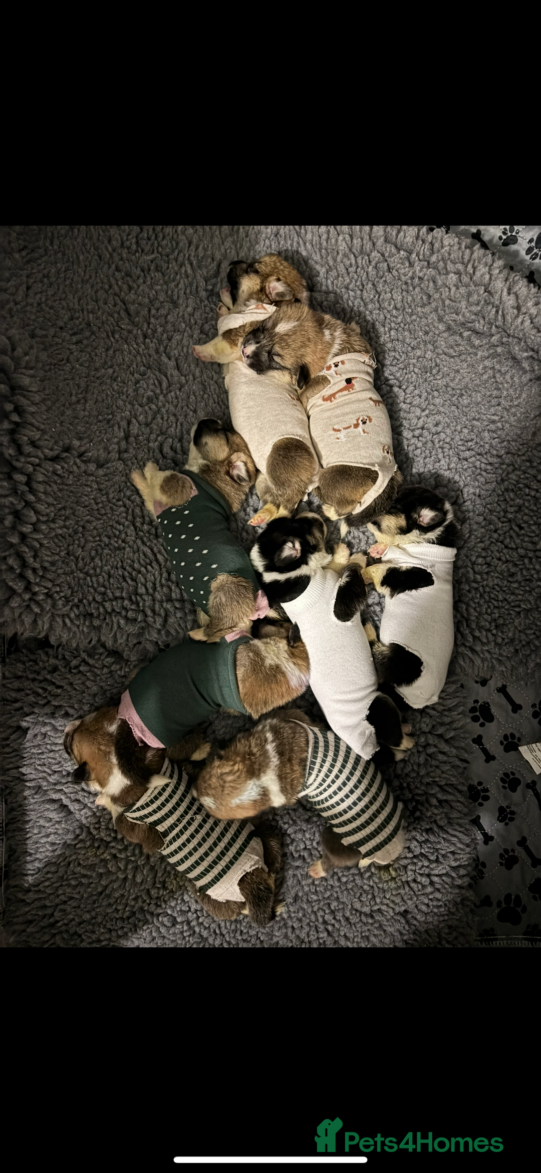 Welsh Corgi Pembroke dogs for sale: Welsh Pembroke corgis  - Image 3