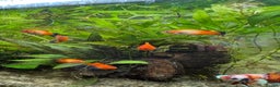 Platies fish for sale: Young Fully matured platies - Advert 1