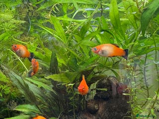 Platies fish Young Fully matured platies - Advert 22
