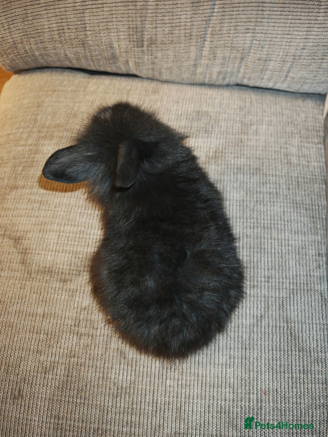 Lionhead rabbits for sale: Baby Lionhead rabbits - Advert 5