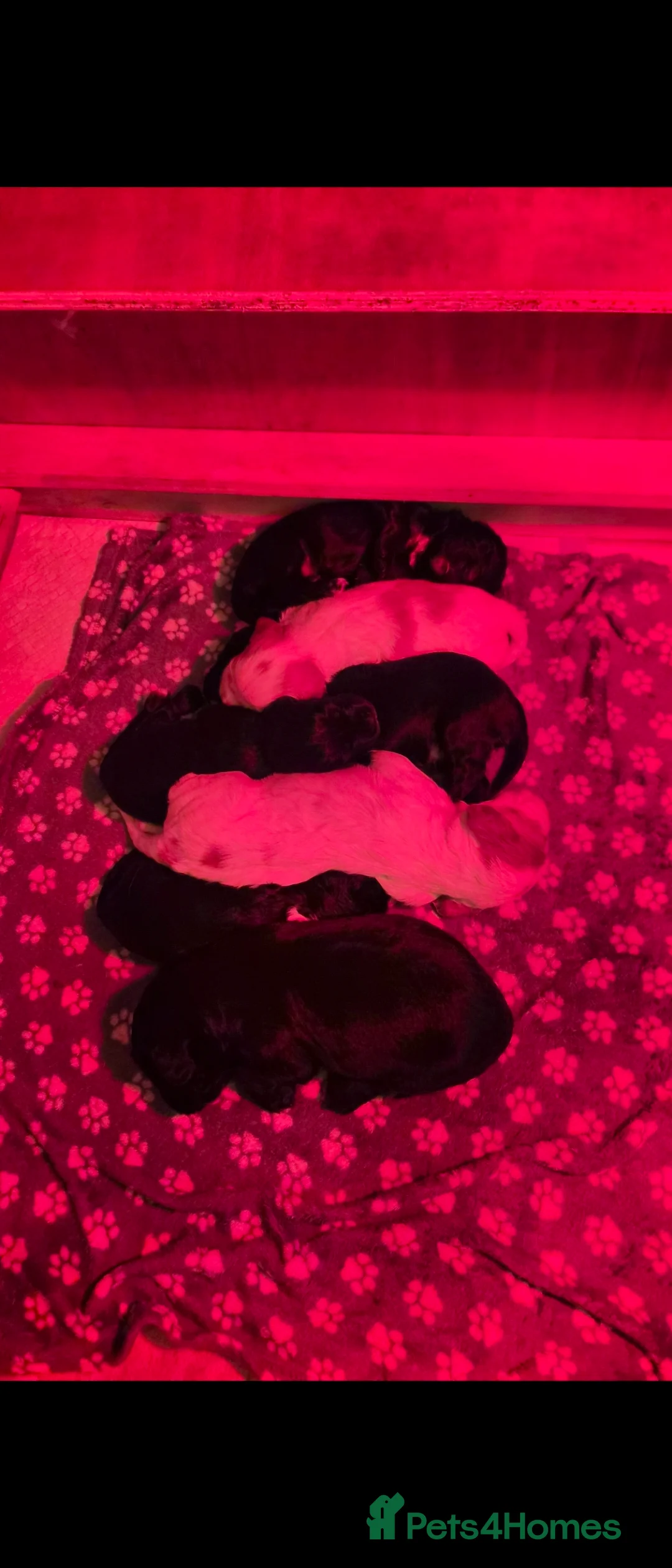 Sprocker dogs for sale: Sprocker Spaniel Puppies * only 1 left * - Advert 3