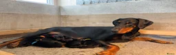 Dobermann dogs for sale: Outstanding Quality Dobermann puppies, KC REG - Advert 3