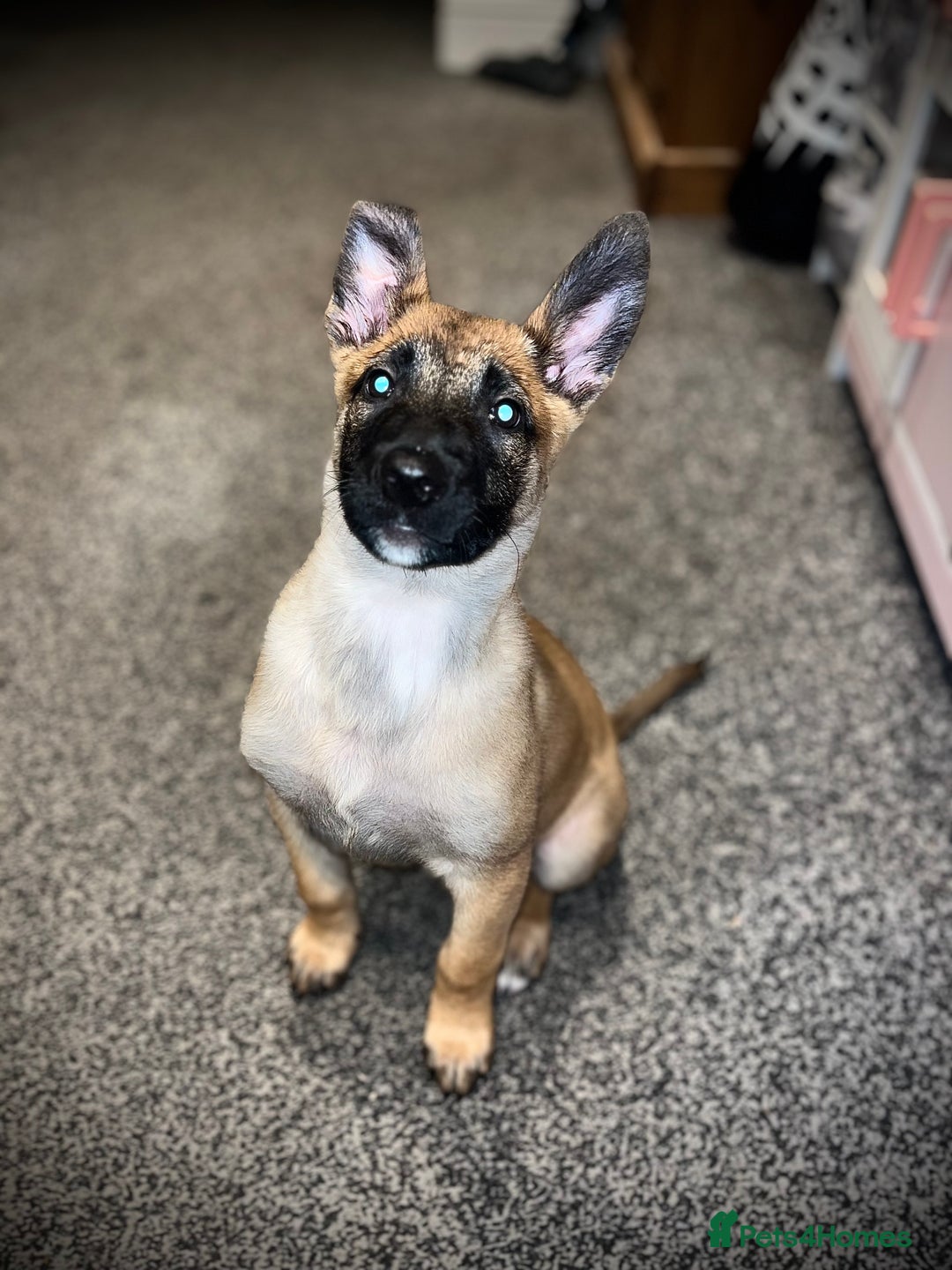 Belgian Shepherd Dog dogs for sale: LOLA - 15wk Belgian Malinois - Advert 6