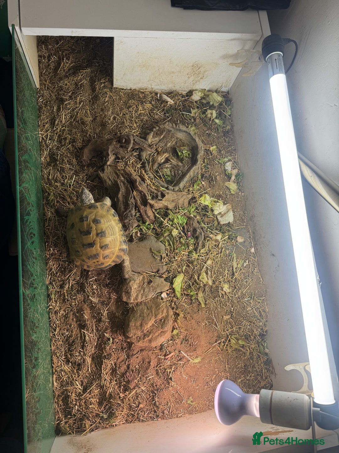 Tortoise reptiles for sale: 7 years old Horsefield tortoise +  table & stand  - Advert 5