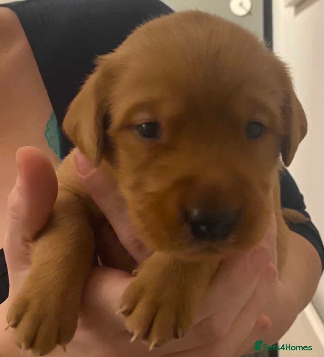 Goldador dogs for sale: 🐾7 Beautiful Labrador x Retriever Puppies🐾 - Advert 13