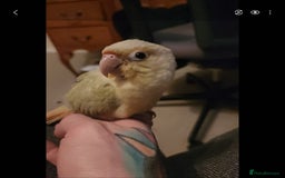 Conures birds for sale: Cinnamon and mooncheek conure - Image 4