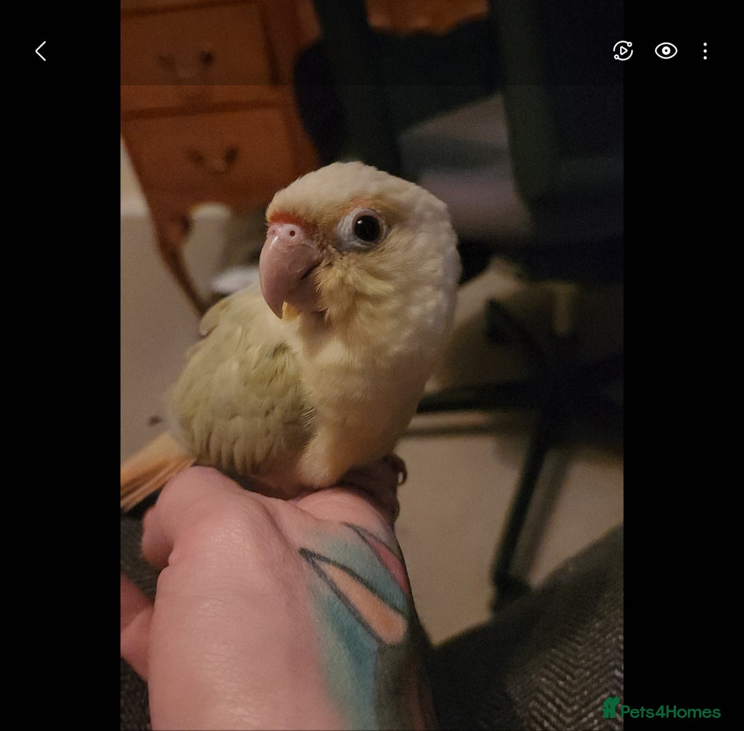 Conures birds for sale: Cinnamon and mooncheek conure - Image 4
