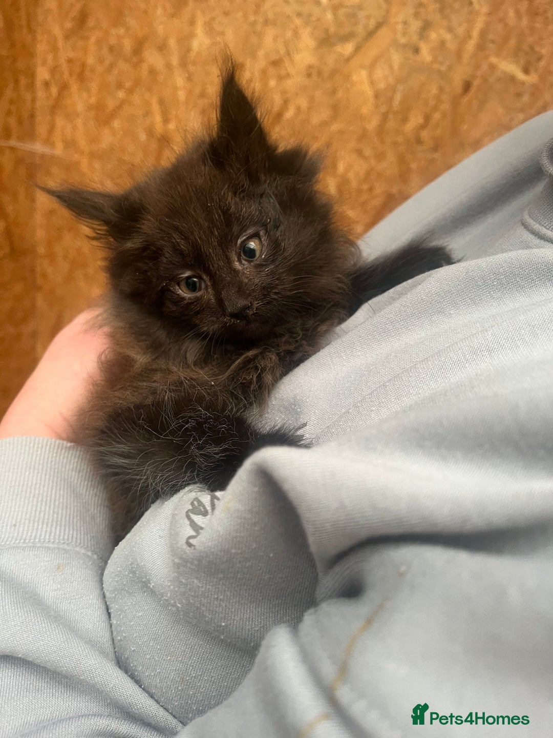 Maine Coon cats for sale: Maine coon kittens Ready For Their New Homes  - Advert 7