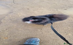Pomeranian dogs for sale: 2 pomeranian bitches for sale - Image 15