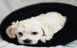 Maltese dogs for sale: ✨ Exquisite Maltese Puppies Available✨ - Advert 8