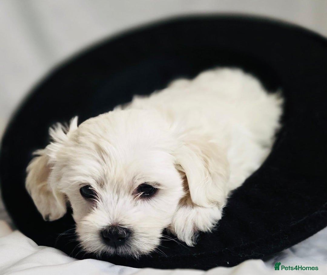 Maltese dogs for sale: ✨ Exquisite Maltese Puppies Available✨ - Advert 8