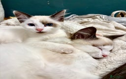 Ragdoll cats for sale: Gorgeous Ragdoll Boys - Affectionate & Ready Now - Image 10
