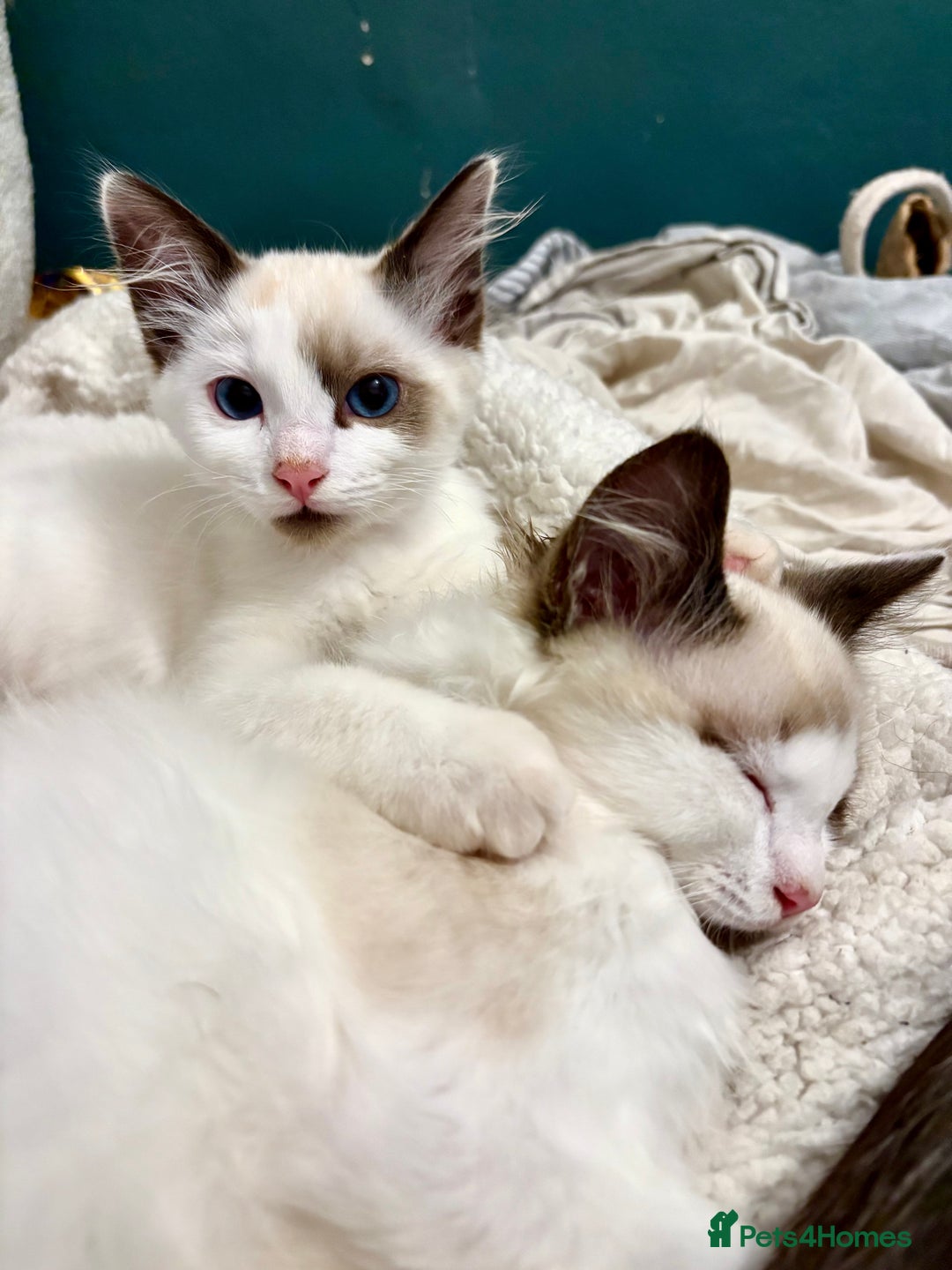 Ragdoll cats for sale: Gorgeous Ragdoll Boys - Affectionate & Ready Now - Image 10