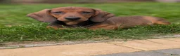 Dachshund dogs for sale: Champion Bloodline Standard Dachshund - Advert 22