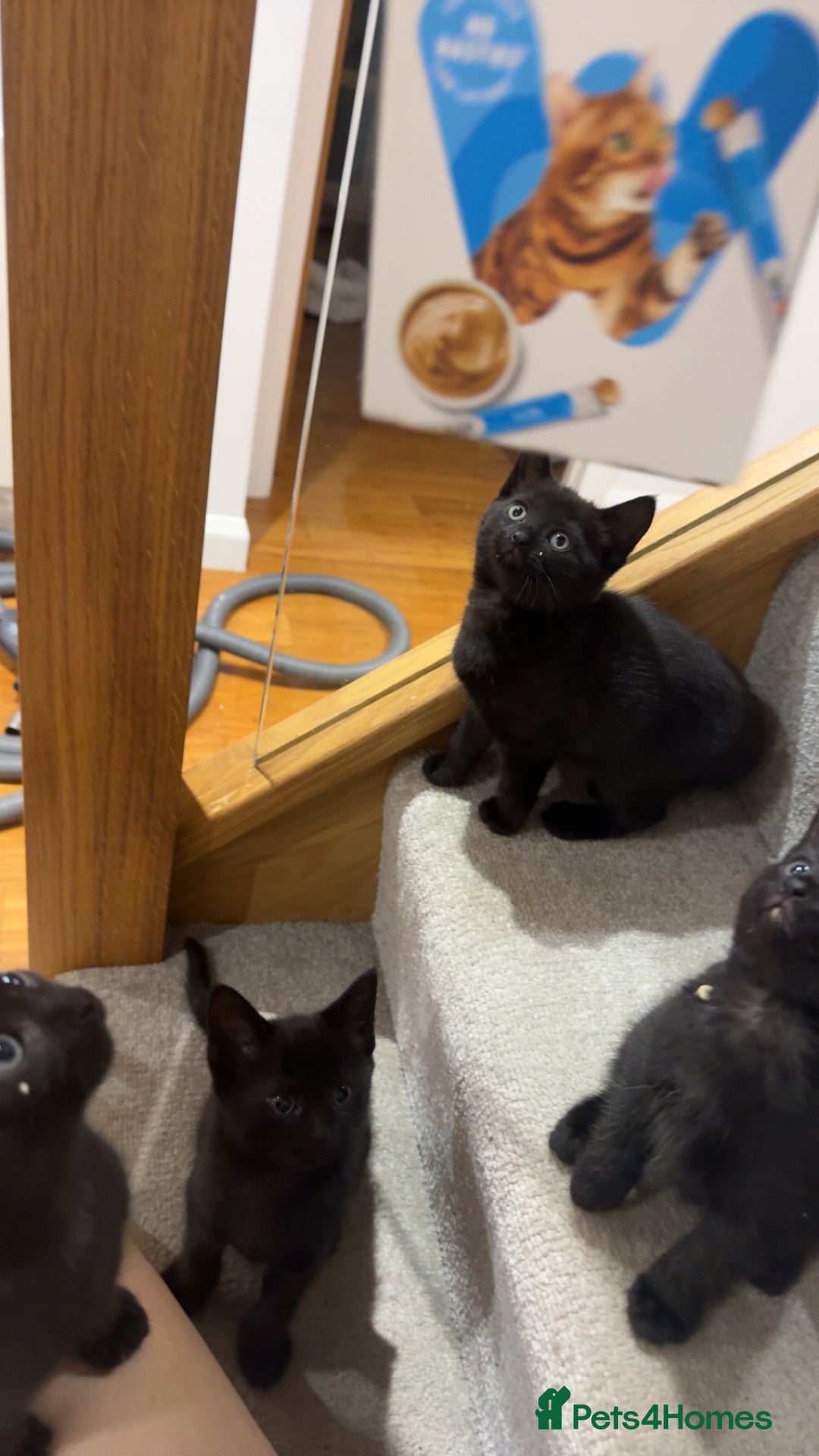 Mixed Breed cats for sale: 1 playful female kitten ready for new home 🩷 - Advert 1