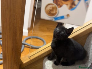 Mixed Breed cats - Advert 17