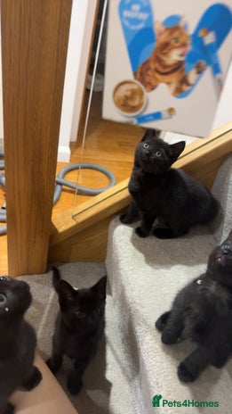 Mixed Breed cats - Advert 31