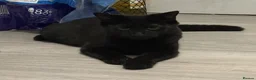 Mixed Breed cats for sale: 4 kittens looking for a loving home - Advert 10