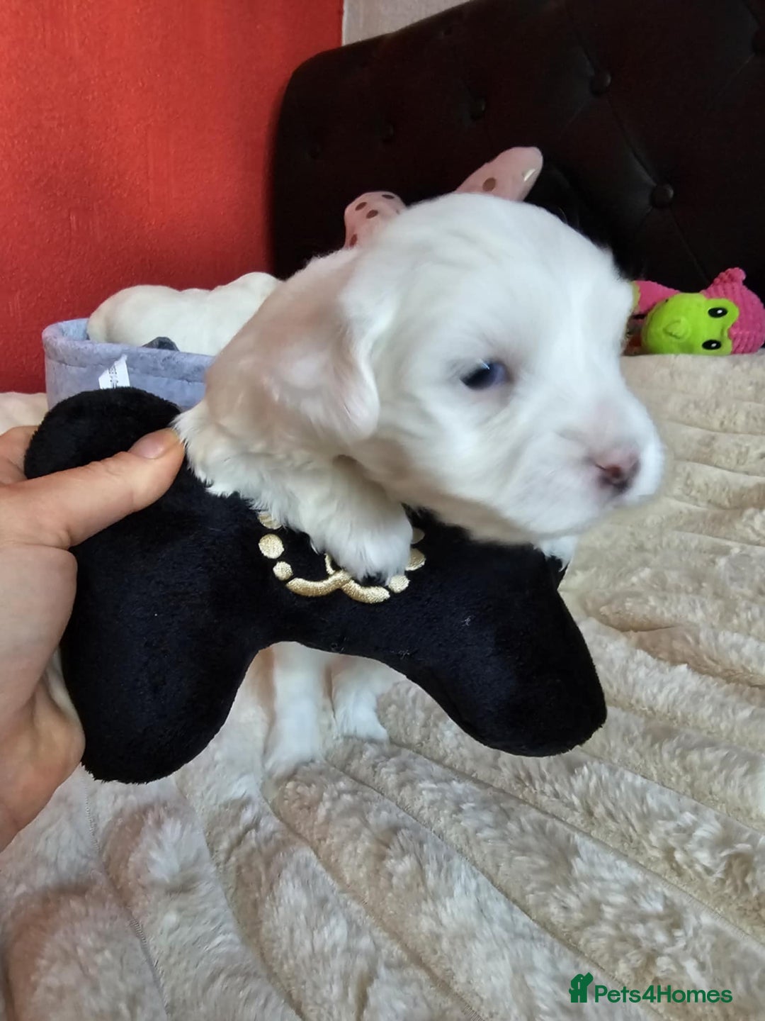 Bichon Frise dogs for sale: 6 bichon maltes - Image 19