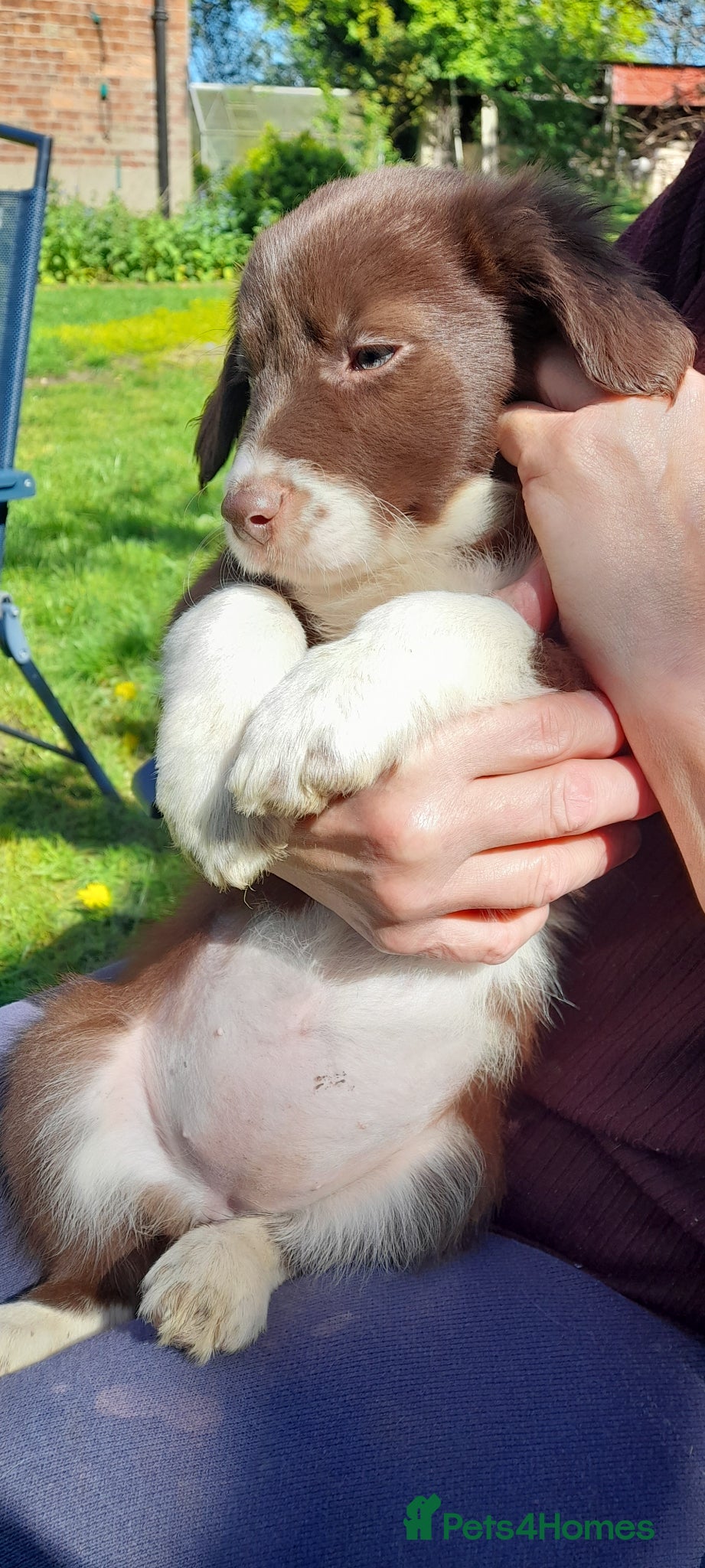 Sprollie dogs Border Collie x Sprollie pups for sale - Advert 2