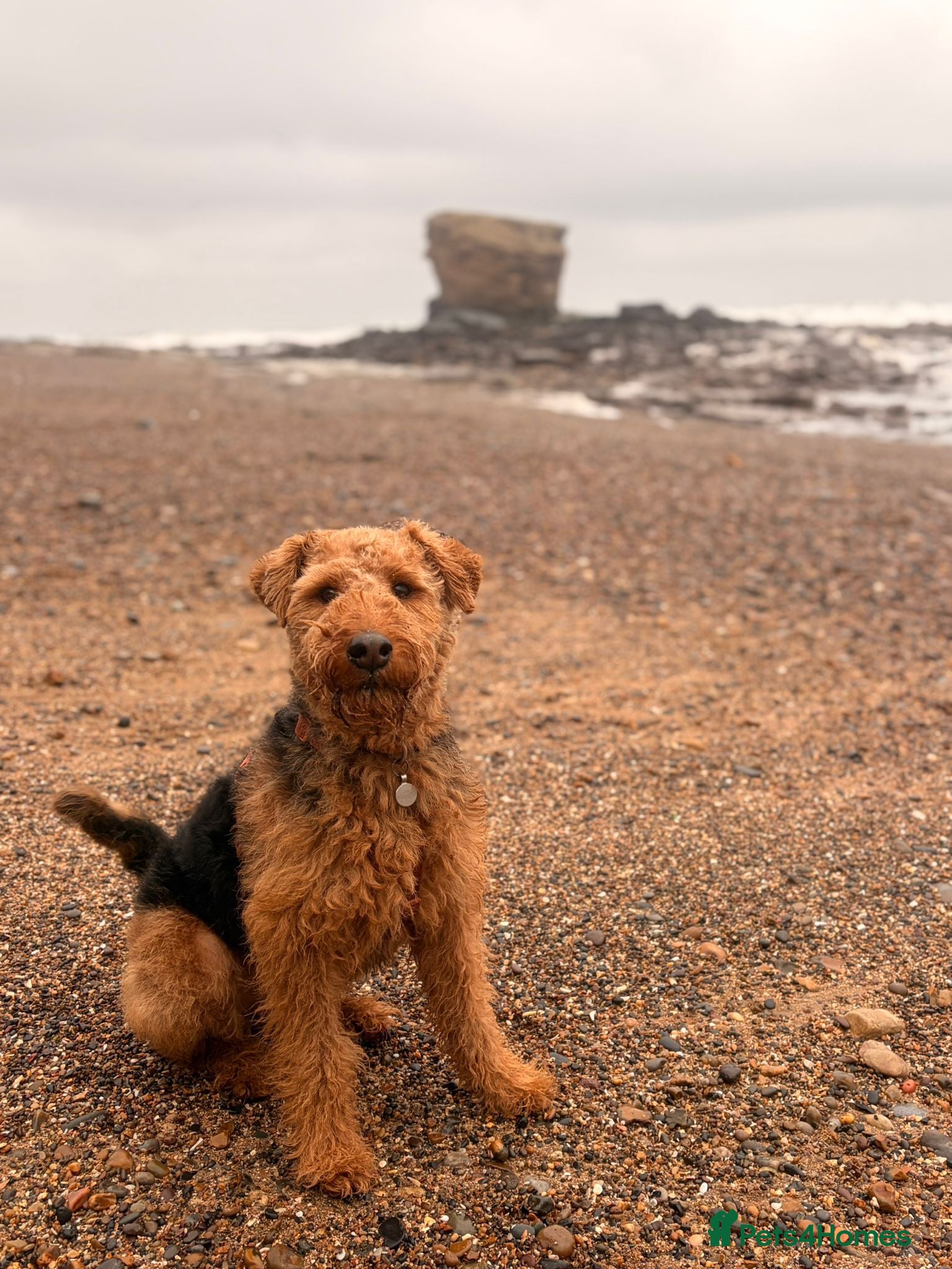 Welsh Terrier dogs Lenny — 3½-year-old KC reg, for rehoming. in Whitley Bay - Advert 9