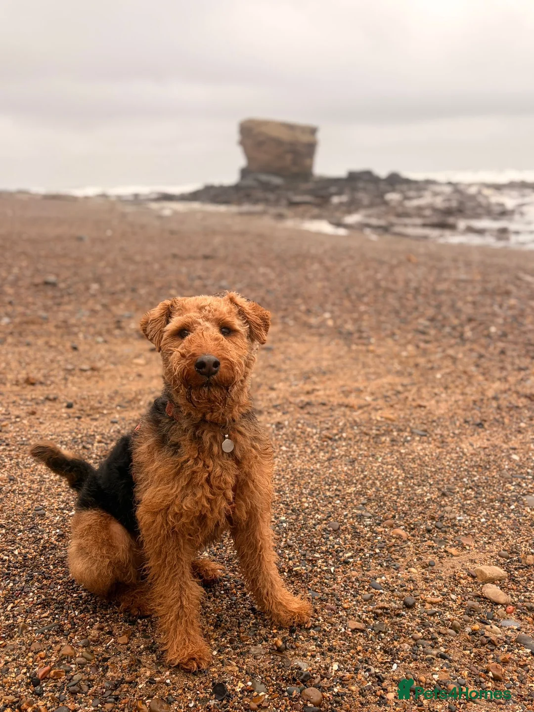 Welsh Terrier dogs for sale: Lenny — 3½-year-old KC reg, for rehoming. - Advert 1