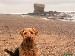 Welsh Terrier dogs Lenny — 3½-year-old KC reg, for rehoming. in Whitley Bay - Advert 9