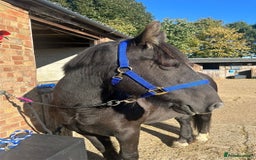 Dales horses for sale: Gorgeous cob looking for new home - Image 1