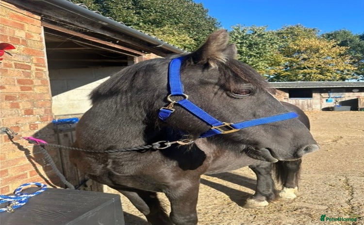 Dales horses - Advert 1