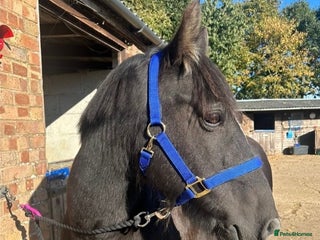 Dales horses - Advert 1