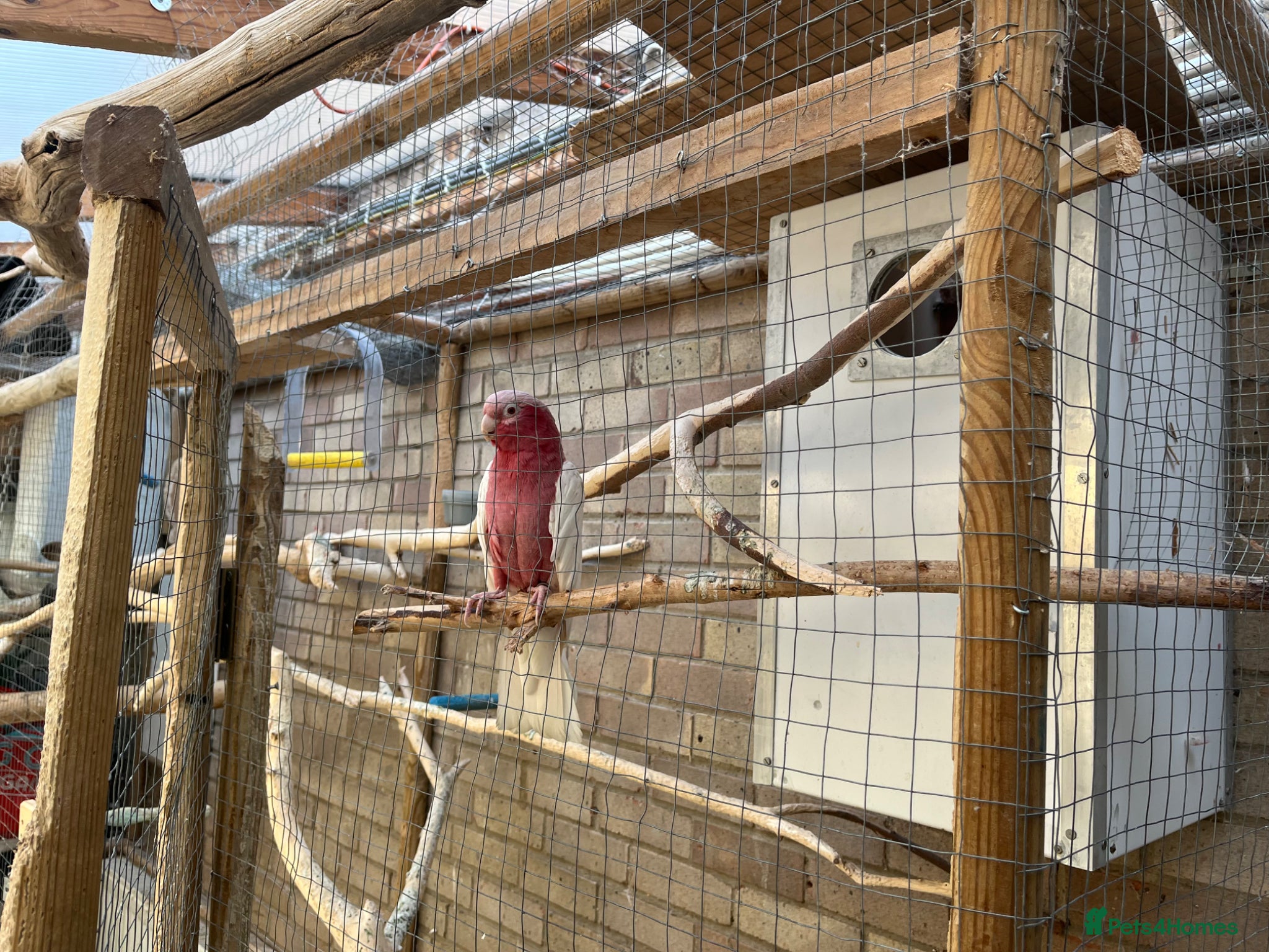 Cockatoo birds for sale: Male & female Galah in Harwich - Advert 11