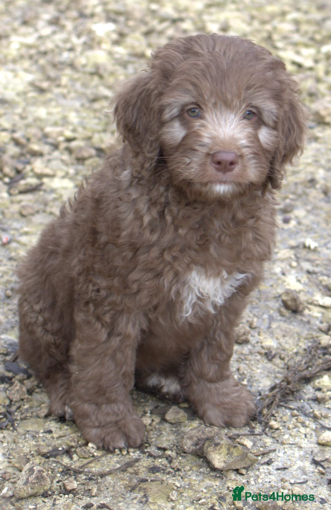Labradoodle dogs for sale: 🐾🌈 Bred for Potential, Raised for Resilience🐾🌈 - Advert 9