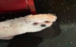 Maltese dogs for sale: Purebred Maltese Puppies for Sale - Image 6