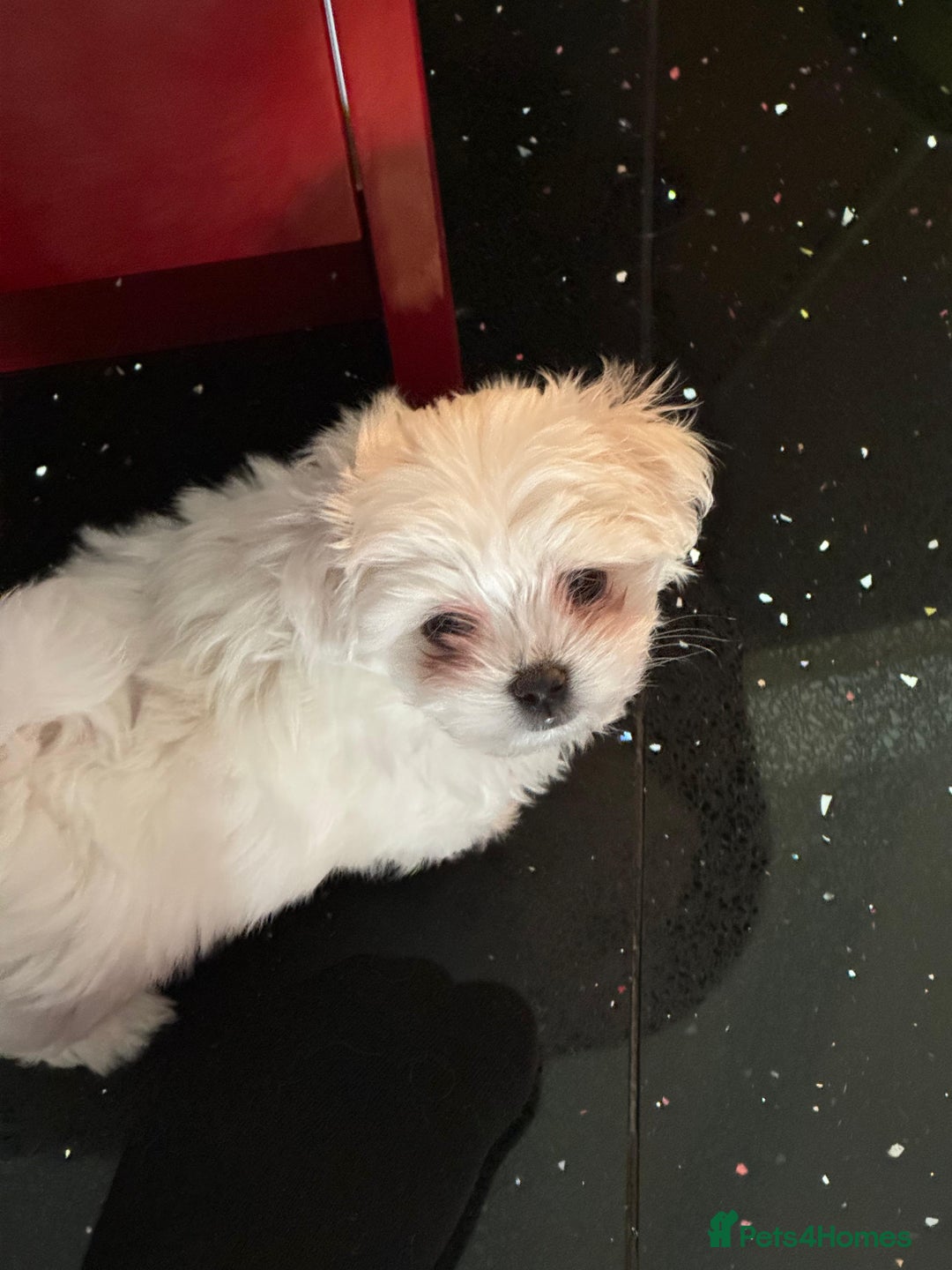 Maltese dogs for sale: Purebred Maltese Puppies for Sale - Image 6