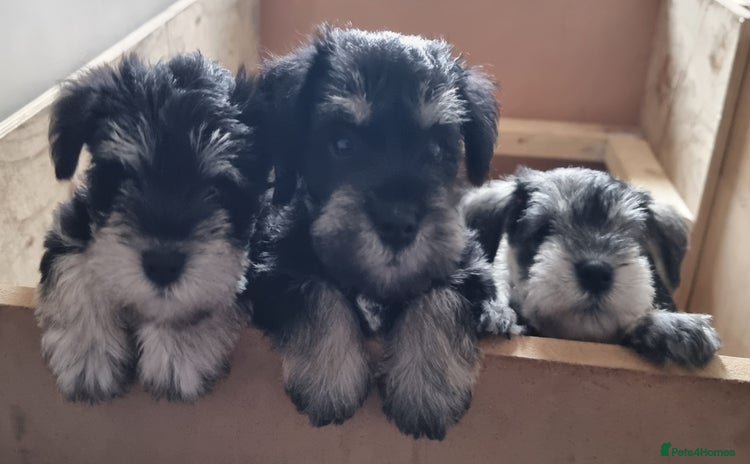 Miniature Schnauzer dogs - Advert 2