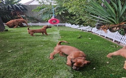 Irish Terrier dogs for sale: Beautiful Champion Lines KC Irish Terrier Puppies - Advert 29