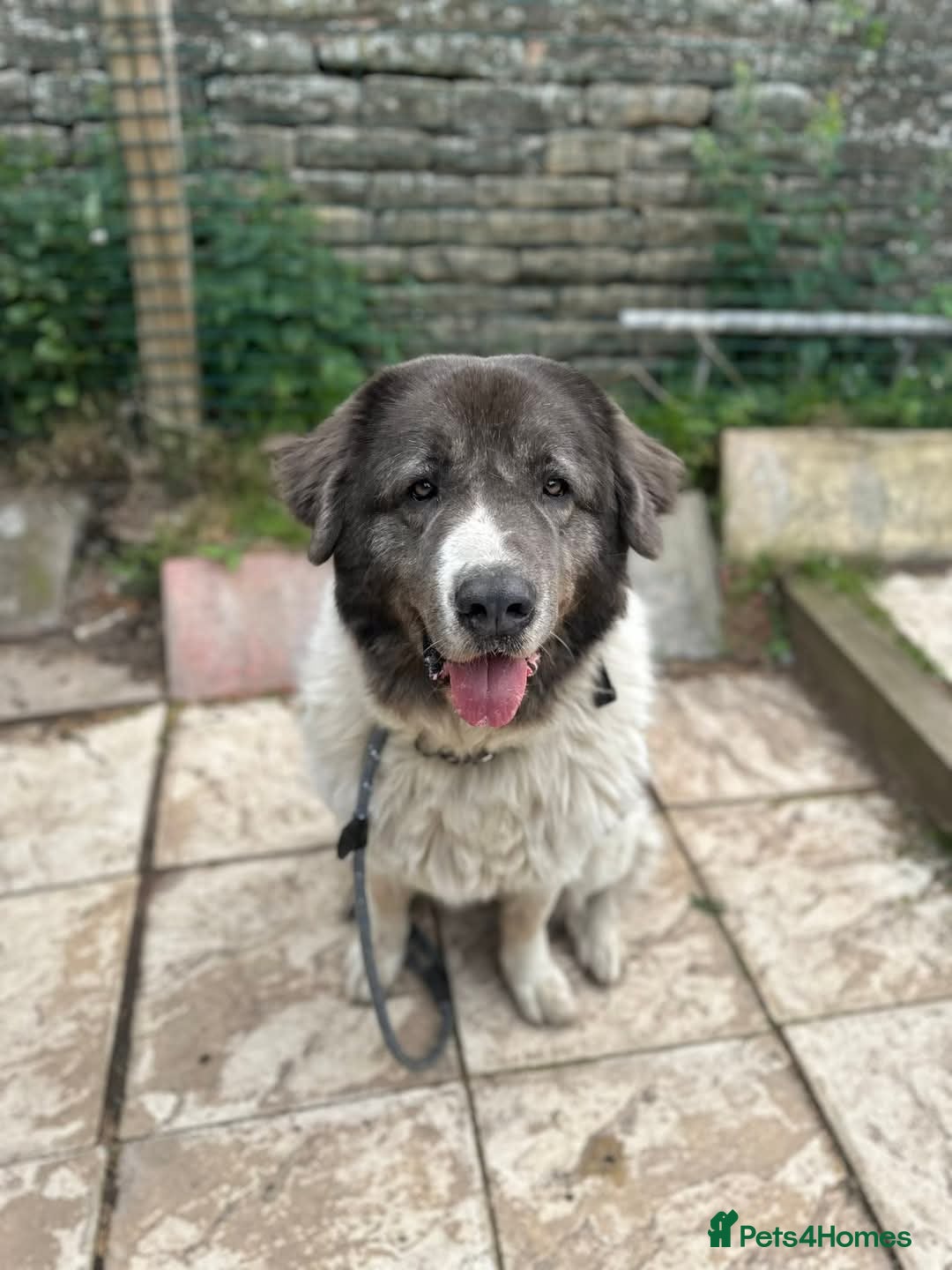 Caucasian Shepherd Dog dogs Coco  - Advert 3