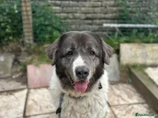 Caucasian Shepherd Dog dogs Coco - Advert 3