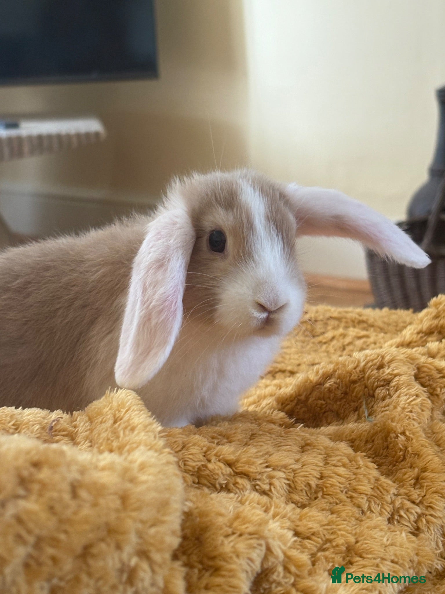 Mini Lop rabbits Mini lops-raised indoors-vaccinated  - Advert 2