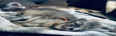 Nyx - brown/orange collar