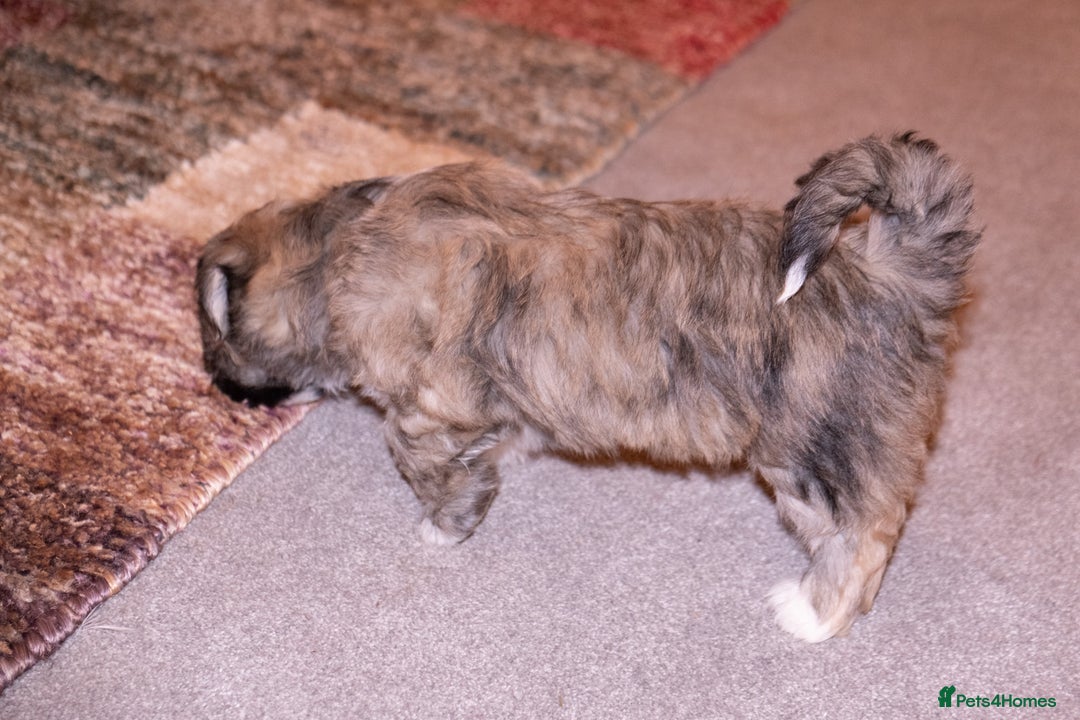 Lhasa Apso dogs for sale: Adorable Lhasa Apso Puppies full pedigree - Advert 7