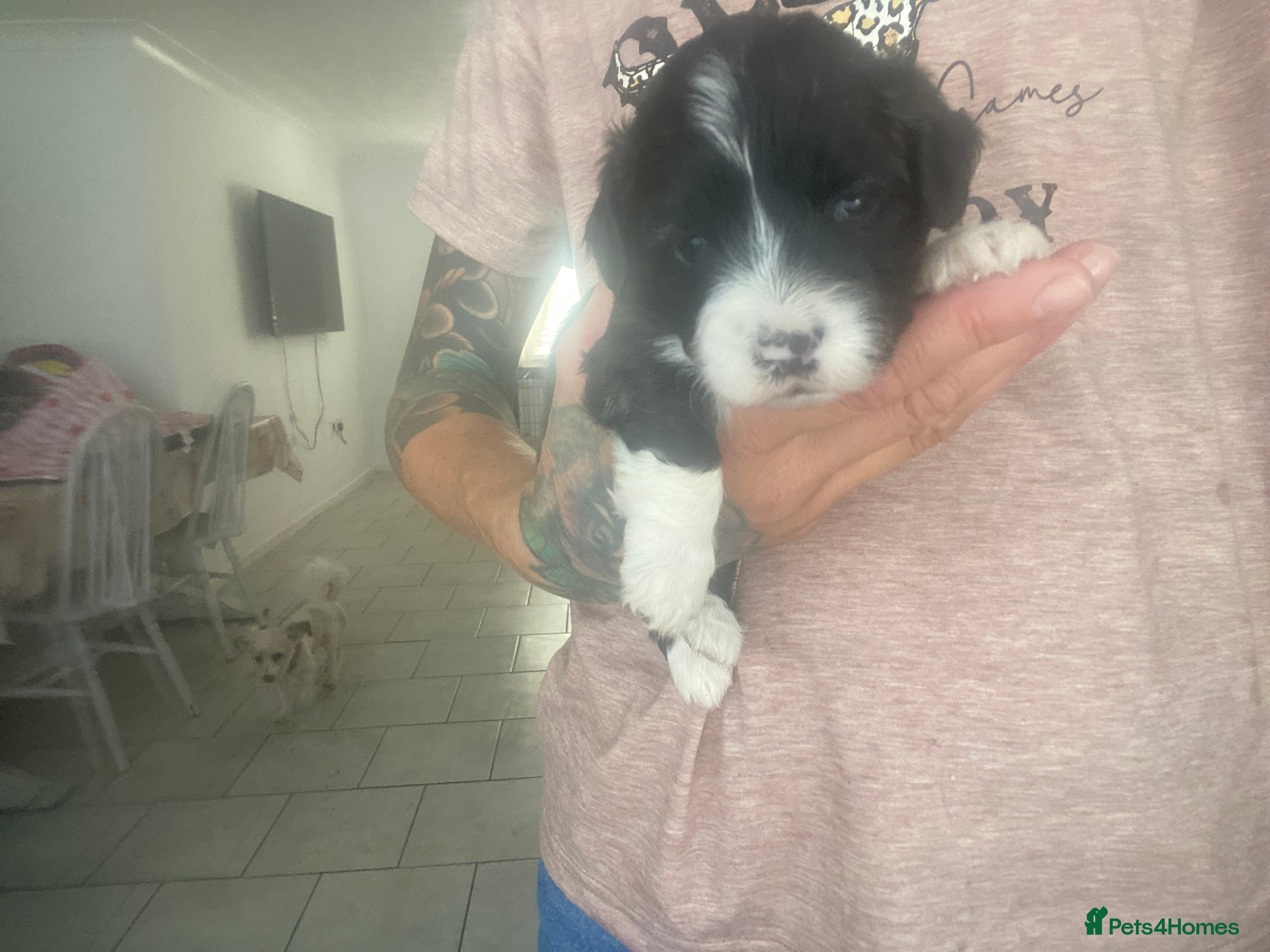 Mixed Breed dogs Shih-poo X Puppies - Advert 16